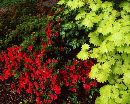 Acer And Azaleas, Spring, Ardcarrig, Co Galway, Ireland