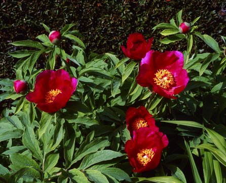 Close-Up Of Red Peony, Co Offaly, Ireland