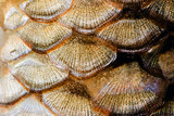 "Fish scales background" Stock photo and royalty-free images on Fotolia