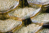 "Fish scales background" Stock photo and royalty-free images on Fotolia.com - Pic 32748744