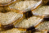 "Fish scales background" Stock photo and royalty-free images on Fotolia