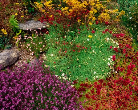 Kilcrohane, Co Cork, Sedums And Thyme, Ireland