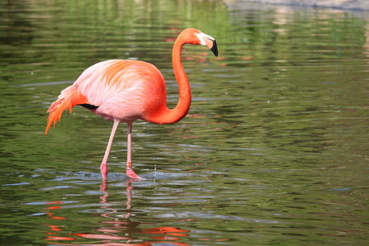 Flamingo