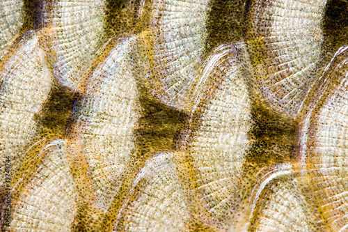 "Fish scales background" Stock photo and royalty-free images on Fotolia