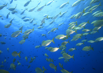 branco salpe mediterraneo