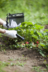 measuring radiation levels of fruits