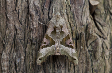 Angle Shades (phlogophora meticulosa)