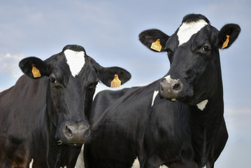 Two black and white Holstein cows facing the camera - obrazy, fototapety, plakaty