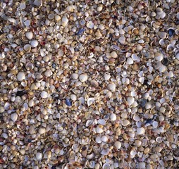 Seashells