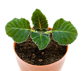 young sprout flower closeup