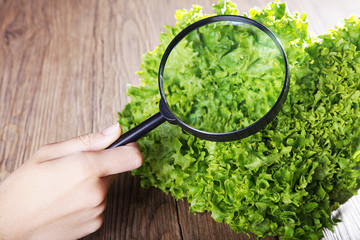 Grüner Salat mit Lupe und Hand
