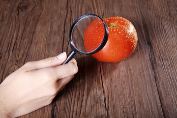 Rote Tomate mit Lupe und Hand