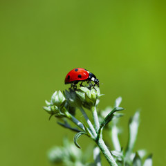 Ladybird walking on a leaf