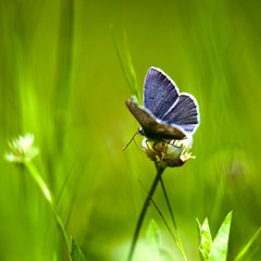 Butterfly is resting on a flower