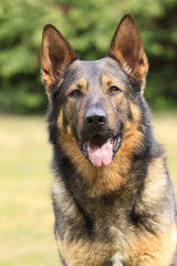 Deutscher Schäferhund