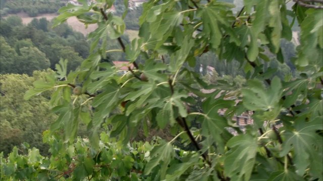 langhe, vigneti