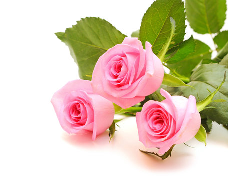 flower of pink roses on white background