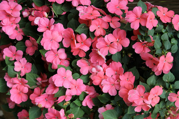 Fototapeta premium Flowers as a Background