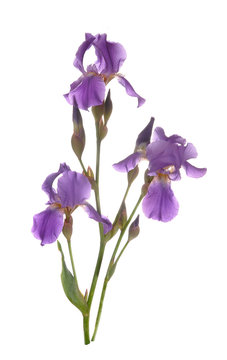 Irises stand