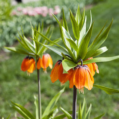 Fritillaria Imperialis © elenarostunova
