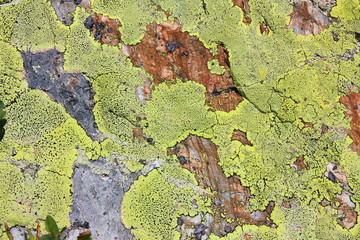 Lichen carte géographique (Rhizocarpon geographicum)