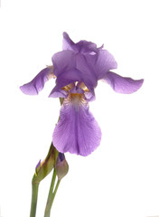 Iris flower