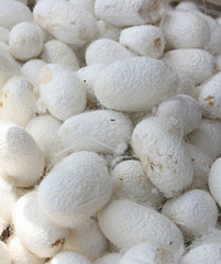 Silk Worm Cocoons