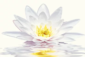 Door stickers Lotusflower Beautiful white lotus flower floating in water