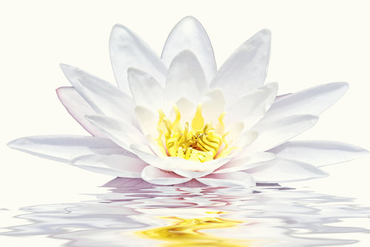 Fototapeta Beautiful white lotus flower floating in water