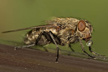 Macro of fly with drop