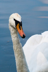 Portrait of a white swan on the lake