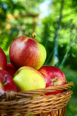 Apples in the Basket.