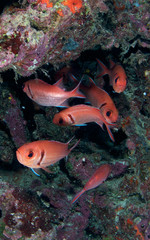 Blackbar Soldierfish hovering in front of a coral reef.