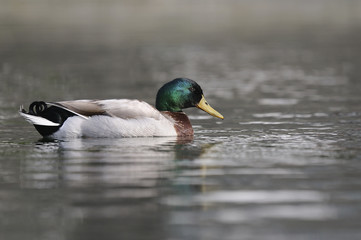 Duck