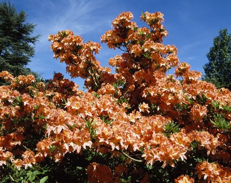 Garden Shrubs, Azalias,