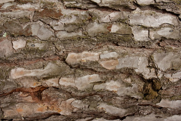 Textura de corteza de árbol en primer plano