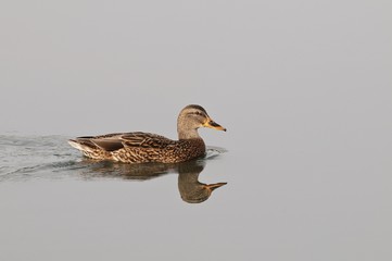 mallard (anas platyrhynchos) on a pond; Edmonton,Alberta,Canada