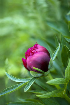 Red Peony Bud