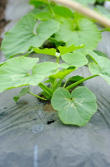 これから立派に