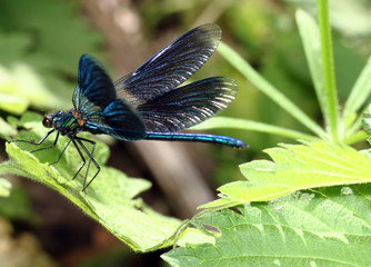 The dragonfly sitting on green sheet
