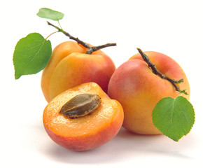 Apricot with leaves