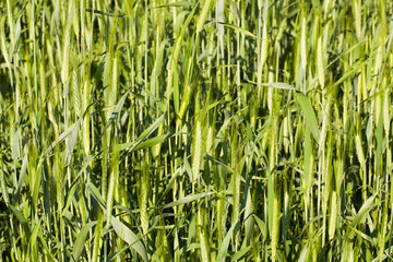 Recently appeared ears of still green unripe wheat