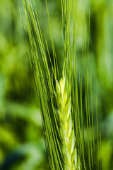 maсro a photo of a green ear from wheat (unripe)
