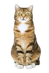 sitzende gestreifte Katze freigestellt vor weissem Hintergrund