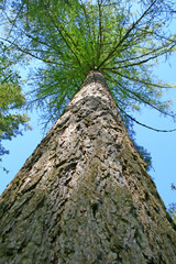 Fototapeta premium Larch tree, Looking up