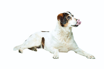 braun-weisser Hund leckt sich das Maul vor weissem Hintergrund