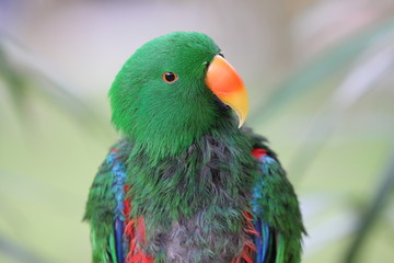 Edelpapagei (Männchen)