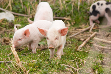 piglets