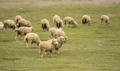 Obraz premium flock of sheep