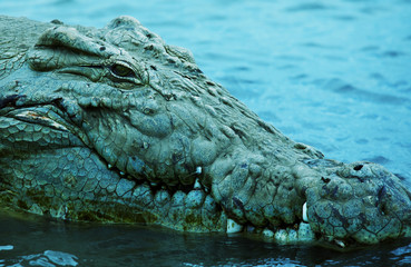 Obraz premium Crocodile